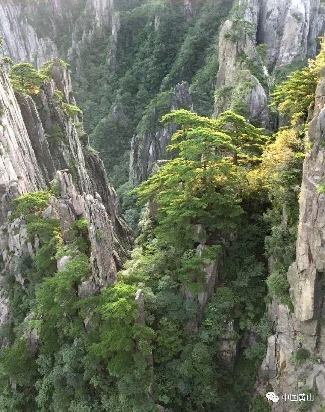 救援甜蜜熊